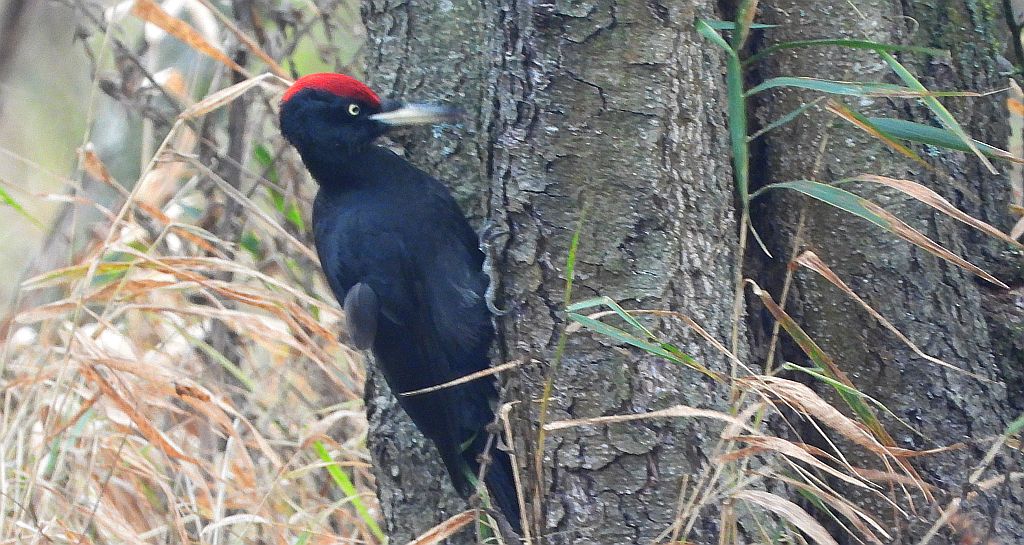 Dzięcioł czarny (Dryocopus martius)