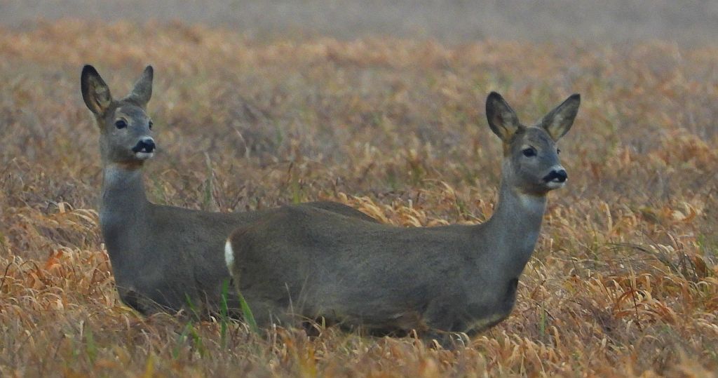 Sarna europejska (Capreolus capreolus)