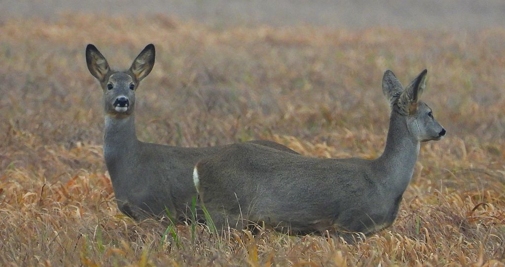 Sarna europejska (Capreolus capreolus)