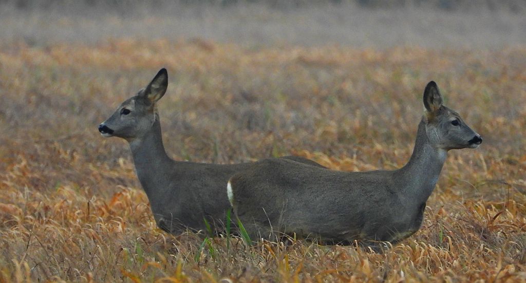 Sarna europejska (Capreolus capreolus)