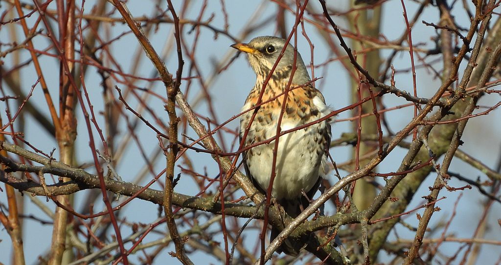 Kwiczoł (Turdus pilaris)