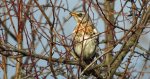 Kwiczoł (Turdus pilaris)