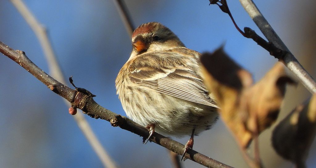 Czeczotka zwyczajna, czeczotka (Acanthis flammea)