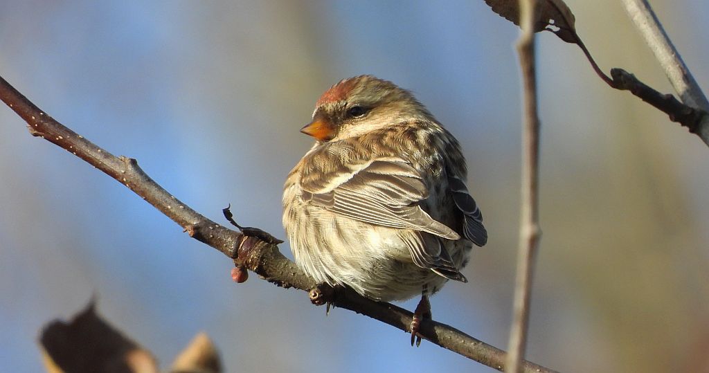 Czeczotka zwyczajna, czeczotka (Acanthis flammea)