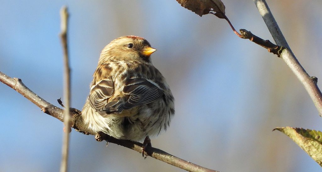 Czeczotka zwyczajna, czeczotka (Acanthis flammea)