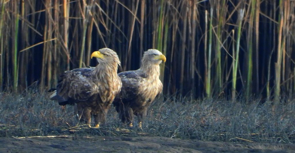 Bielik zwyczajny, bielik, birkut (Haliaeetus albicilla)