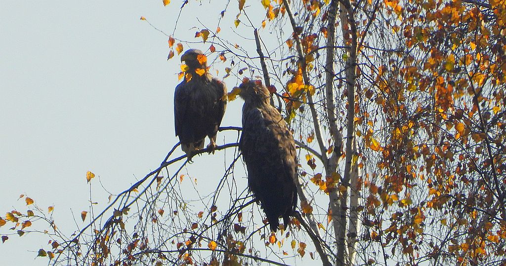 Bielik zwyczajny, bielik, birkut (Haliaeetus albicilla)