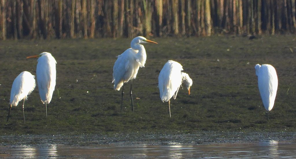 Czapla biała (Egretta alba)
