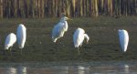 Czapla biała (Egretta alba)