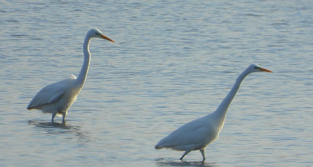 Czapla biała (Egretta alba)