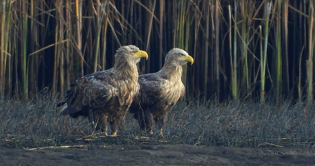 Bielik zwyczajny, bielik, birkut (Haliaeetus albicilla)