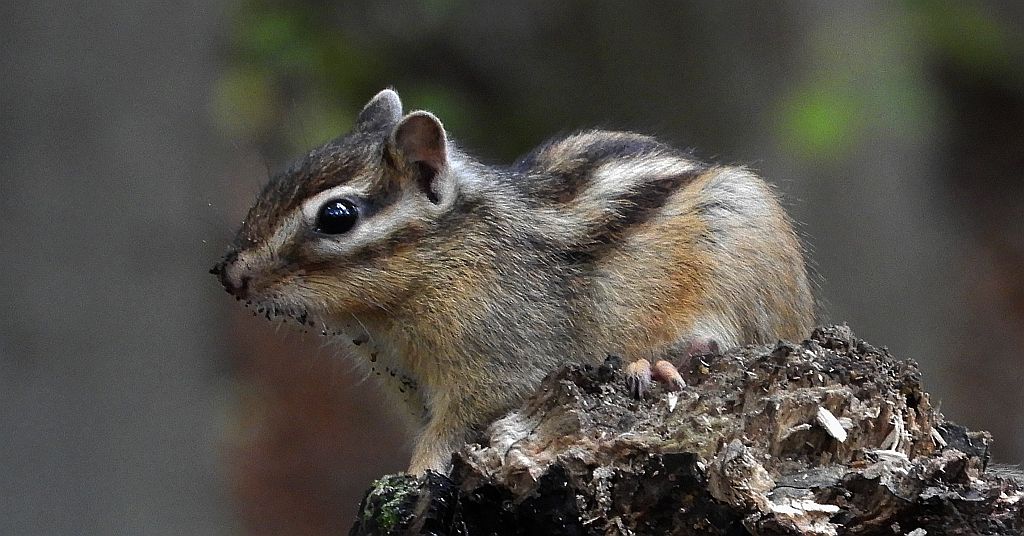 Burunduk syberyjski, wiewiórka syberyjska (Tamias sibiricus)