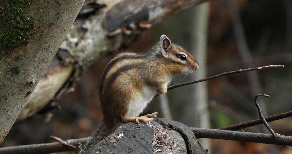 Burunduk syberyjski, wiewiórka syberyjska (Tamias sibiricus)