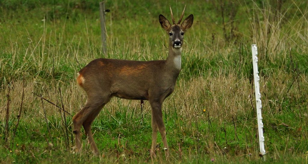 Sarna europejska (Capreolus capreolus)