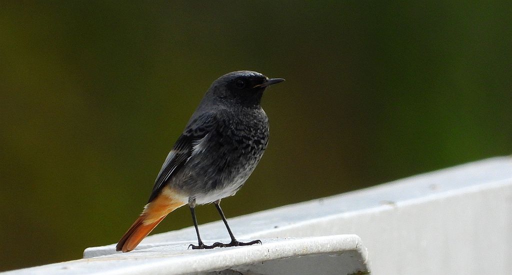 Kopciuszek zwyczajny, kopciuszek (Phoenicurus ochruros)