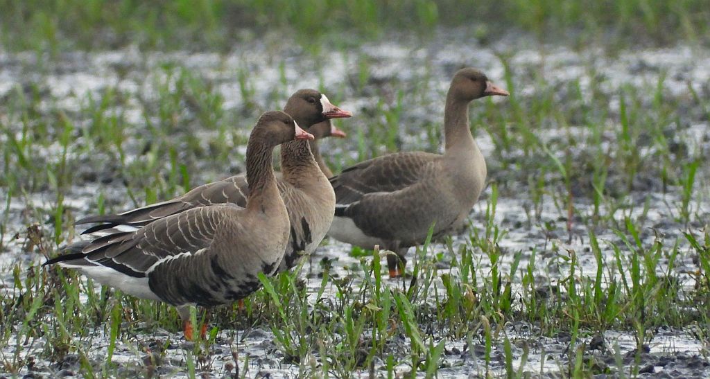 Gęś białoczelna, gęś białoczółka (Anser albifrons)