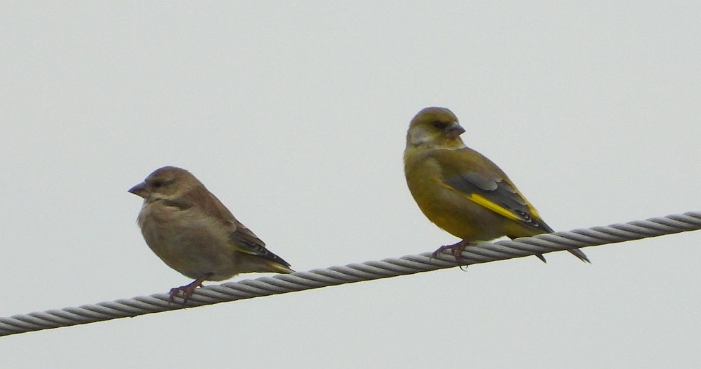 Dzwoniec zwyczajny, dzwoniec (Chloris chloris)