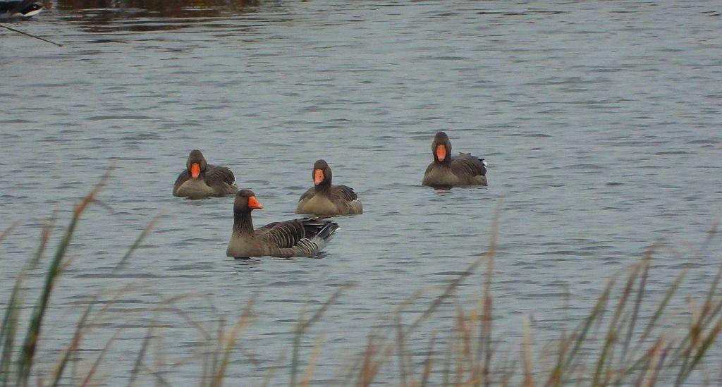 Gęgawa, gęś gęgawa (Anser anser)