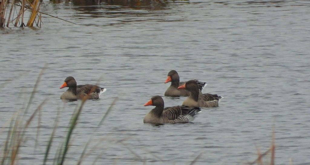 Gęgawa, gęś gęgawa (Anser anser)