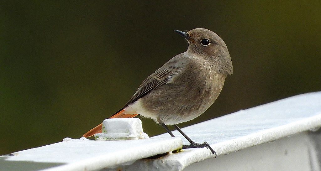 Kopciuszek zwyczajny, kopciuszek (Phoenicurus ochruros)