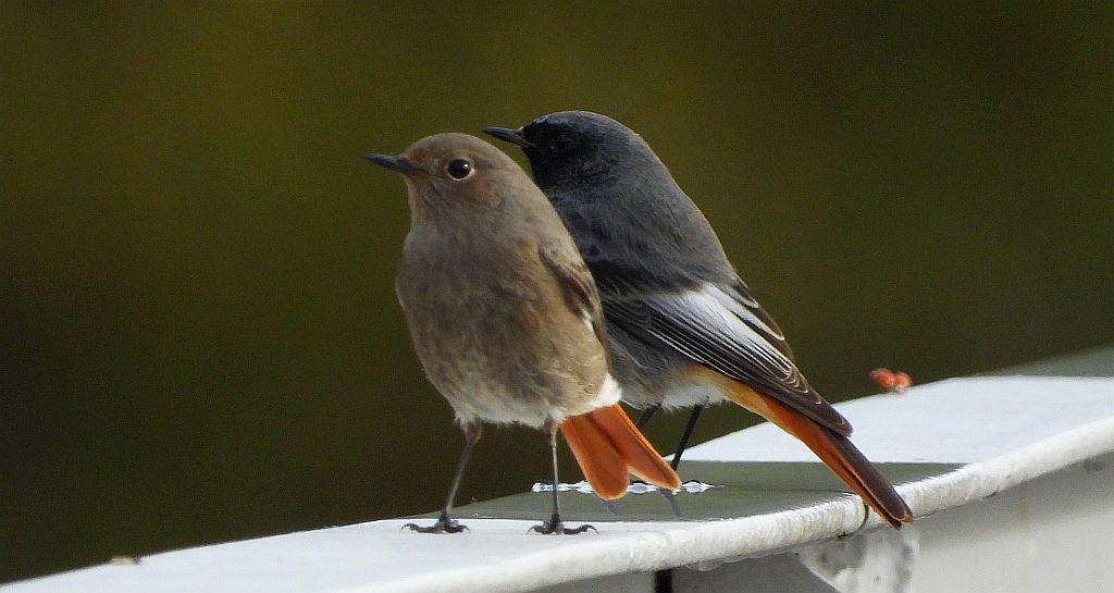 Kopciuszek zwyczajny, kopciuszek (Phoenicurus ochruros)
