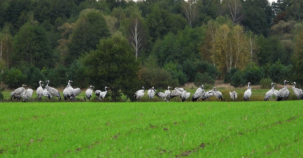 Żuraw zwyczajny, żuraw, żuraw popielaty, żuraw szary (Grus grus)