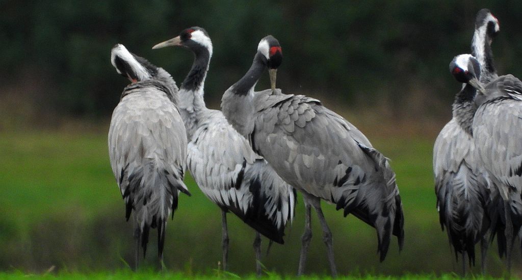 Żuraw zwyczajny, żuraw, żuraw popielaty, żuraw szary (Grus grus)