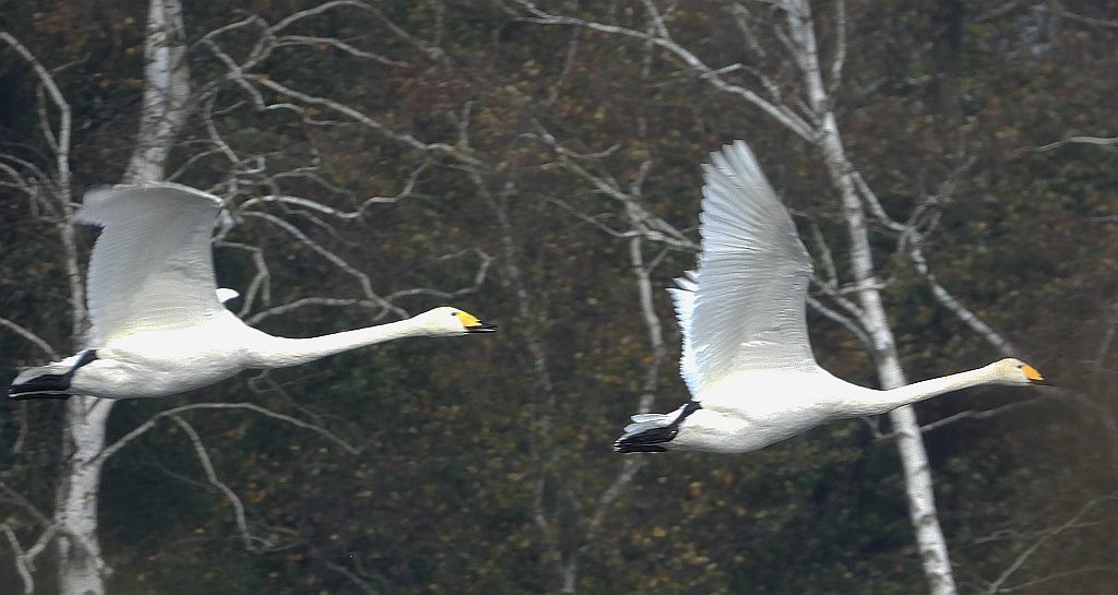 Łabędź krzykliwy (Cygnus cygnus)