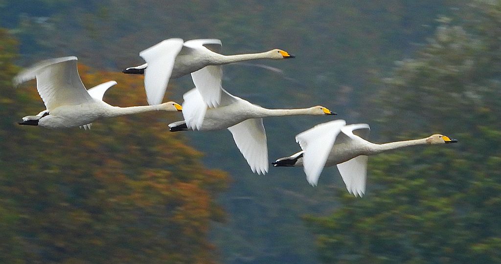 Łabędź krzykliwy (Cygnus cygnus)