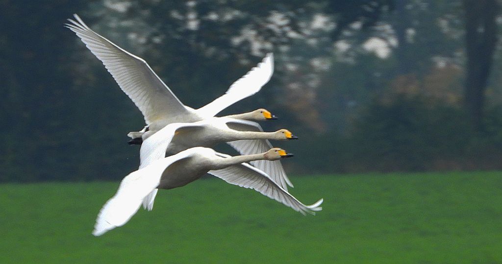 Łabędź krzykliwy (Cygnus cygnus)