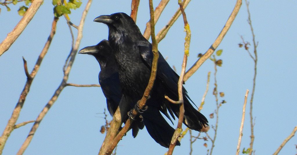Kruk zwyczajny, kruk (Corvus corax)