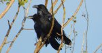 Kruk zwyczajny, kruk (Corvus corax)