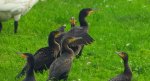 Kormoran zwyczajny, kormoran czarny (Phalacrocorax carbo)