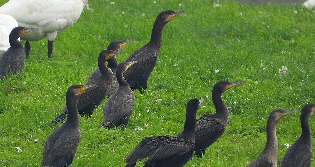 Kormoran zwyczajny, kormoran czarny (Phalacrocorax carbo)
