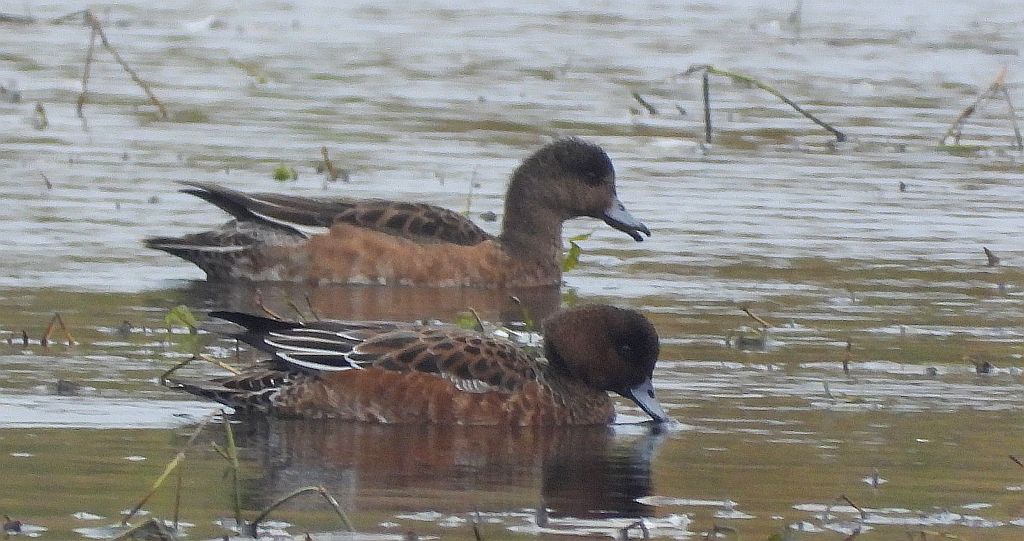 Świstun zwyczajny, świstun (Mareca penelope)