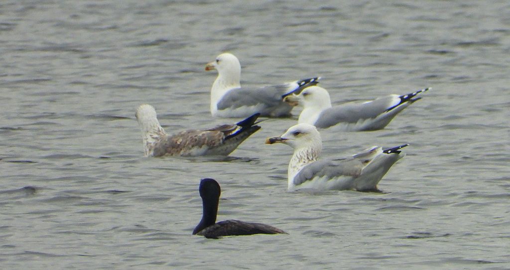 Mewa żółtonoga (Larus fuscus)