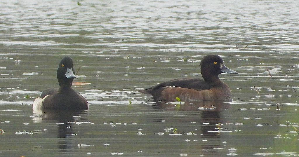 Czernica, kaczka czernica, kaczka czubata, kaczka czarnoczuba (Aythya fuligula)