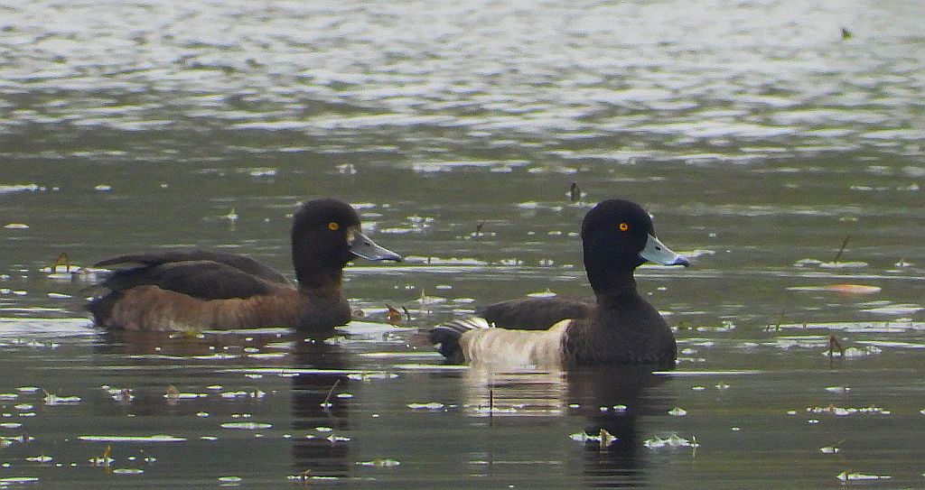 Czernica, kaczka czernica, kaczka czubata, kaczka czarnoczuba (Aythya fuligula)