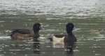 Czernica, kaczka czernica, kaczka czubata, kaczka czarnoczuba (Aythya fuligula)