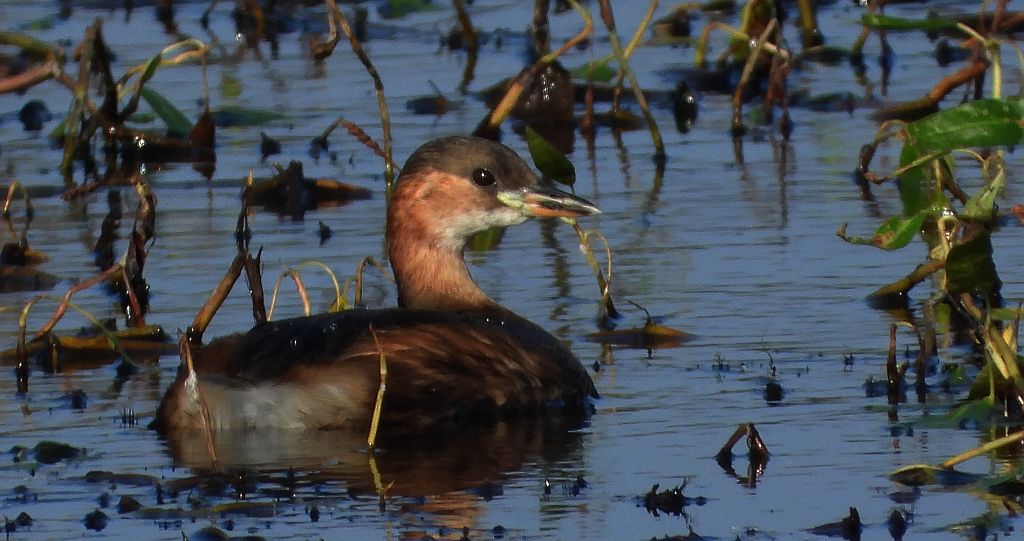Perkozek zwyczajny, perkozek (Tachybaptus ruficollis)