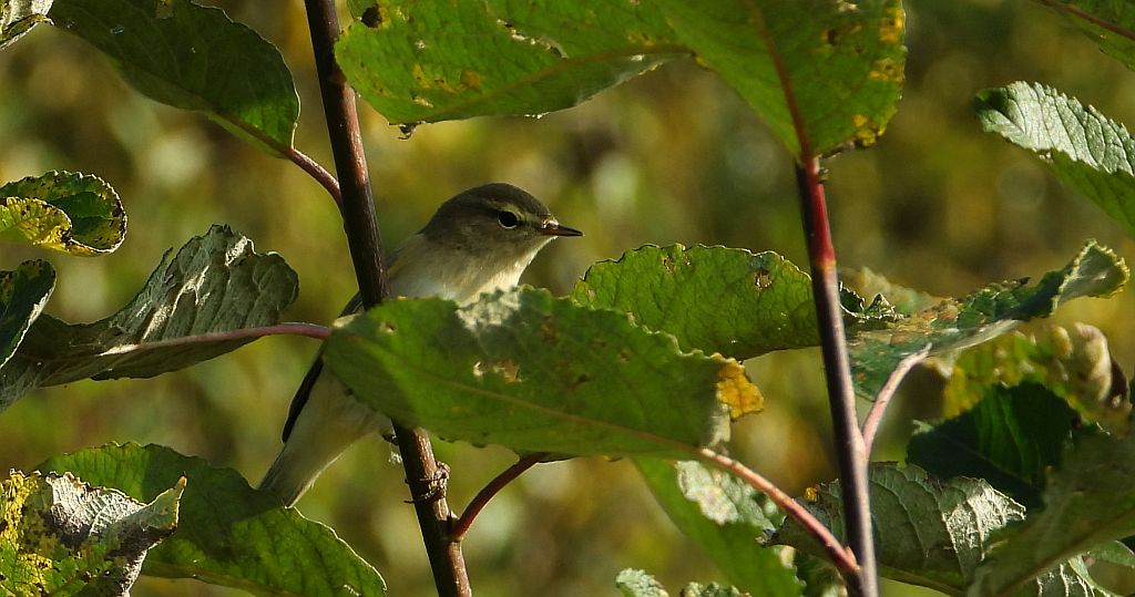 Łozówka (Acrocephalus palustris)