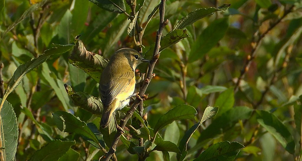 Łozówka (Acrocephalus palustris)