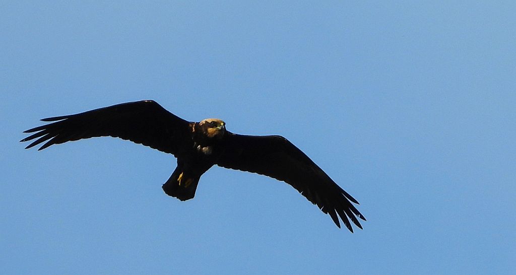 Błotniak stawowy (Circus aeruginosus)