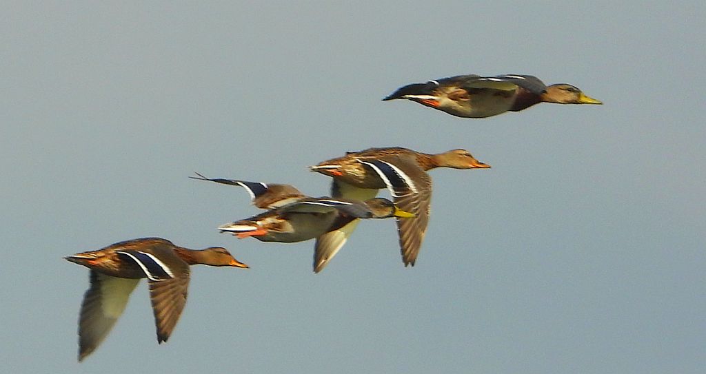 Krzyżówka, kaczka krzyżówka (Anas platyrhynchos)