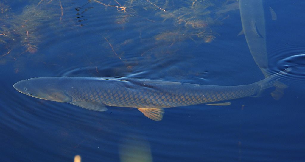 Amur biały (Ctenopharyngodon idella)