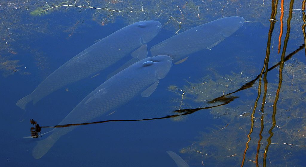 Amur biały (Ctenopharyngodon idella)