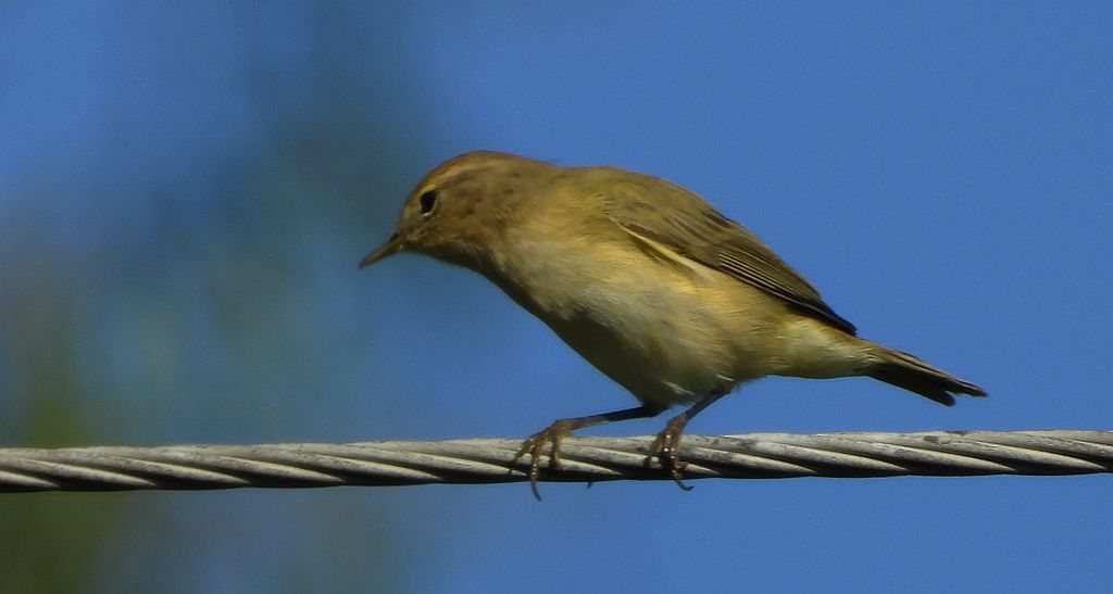 Piecuszek (Phylloscopus trochilus)