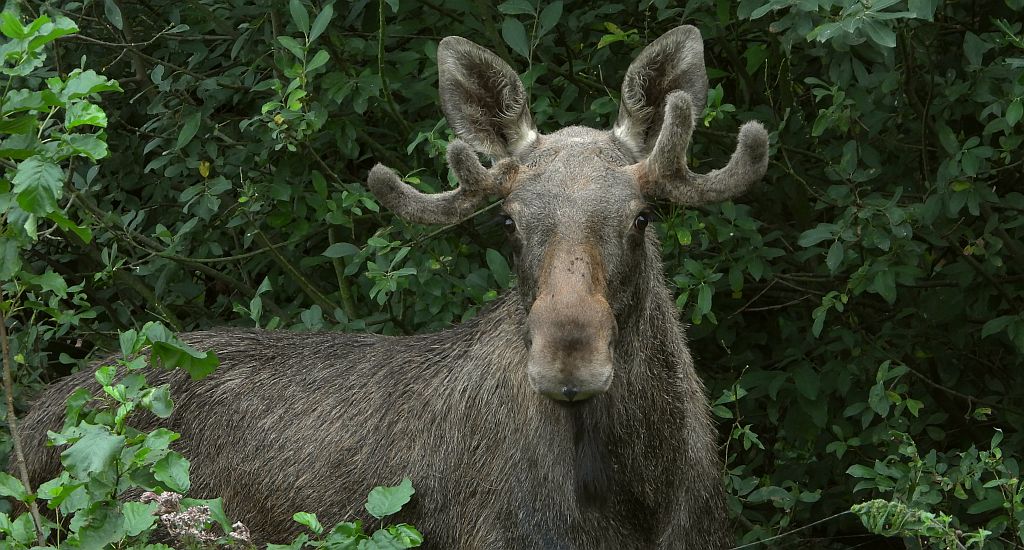 Łoś, łoś euroazjatycki (Alces alces)