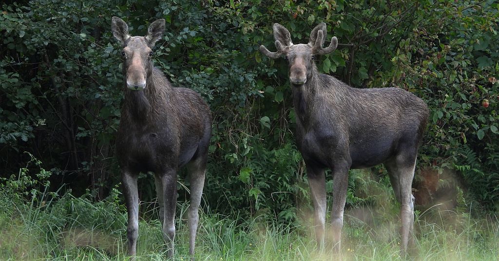 Łoś, łoś euroazjatycki (Alces alces)