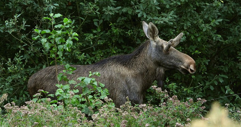 Łoś, łoś euroazjatycki (Alces alces)